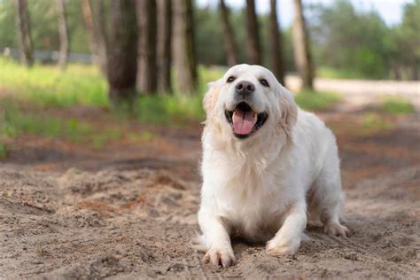 Nomi Per Cani Maschi Significativi Corti Italiani E Originali Ecoo It