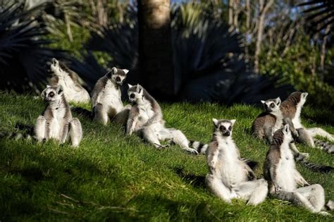 Premium Photo Group Of Lemurs