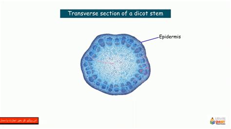 B Microscopic Examination Of Brassica Stem Youtube