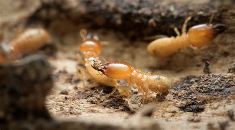 Preventing Termites Termite Treatment Perth SWAT A PEST