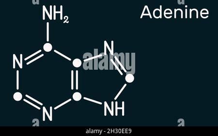 Adenine A Adenine Purine Nucleobase Molecule Base Present In DNA