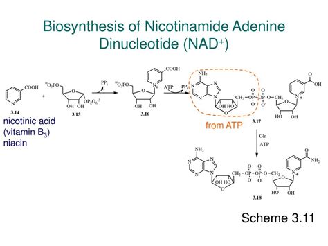 PPT The Organic Chemistry Of Enzyme Catalyzed Reactions Chapter 3