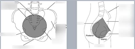 true pelvis, lesser pelvis Diagram | Quizlet