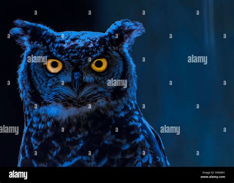 Hd Wallpaper Black And White Owl Illustration Predator