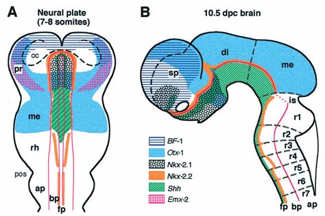 Expression Of BF 1 Otx 1 Emx 2 Nkx 2 2 Nkx 2 1 And Shh Suggest