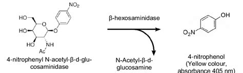 Chemical reaction responsible for the β hexosaminidase assay Download