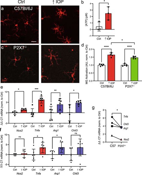 Transient Elevation Of Iop Releases Atp And Activates Microglia Through