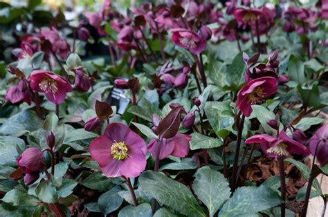 Heavenly Hellebores The Green Door