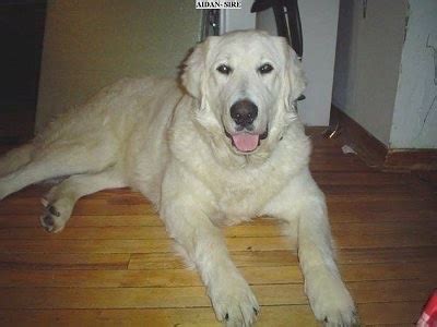 Kuvasz Dog Breed Information and Pictures