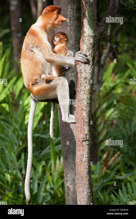 Female Proboscis Monkey Holding Her Sleeping Baby Nasalis Larvatus In