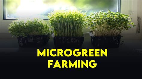 Microgreen Farming In India Growing Tiny Greens