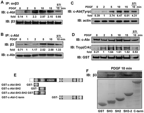 C Abl Kinase Activity Is Required For The Interaction Of C Abl And A V