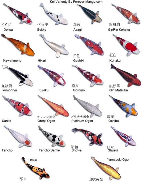 Various Types Of Koi Fish And Their Color Pattern Exotic Tropical