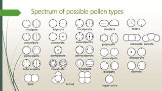 Pollen grains | PPT