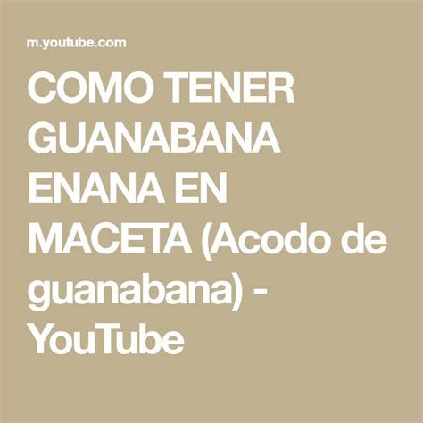 Como Tener Guanabana Enana En Maceta Acodo De Guanabana Youtube