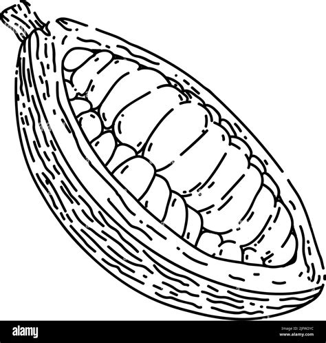 cocoa bean sketch hand drawn vector Stock Vector Image & Art - Alamy