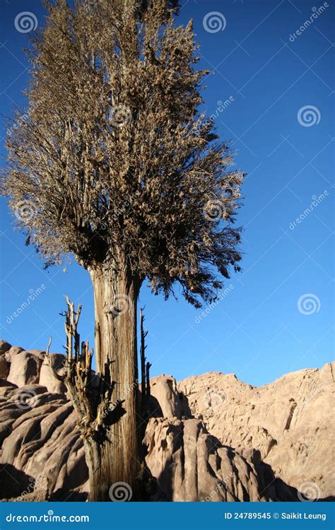 Mountain Sinai stock image. Image of africa, climbing - 24789545