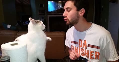 Il gattino celtico non apprezza i baci del papà il video è