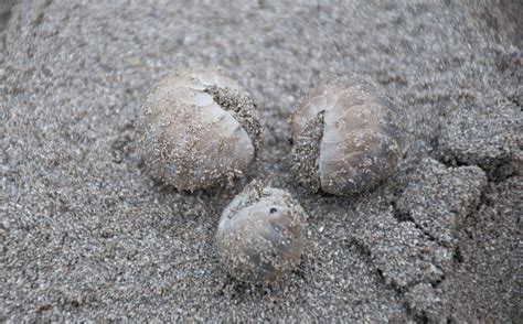 Sand Lice On Beach Stock Photo - Download Image Now - Animal, Animal ...