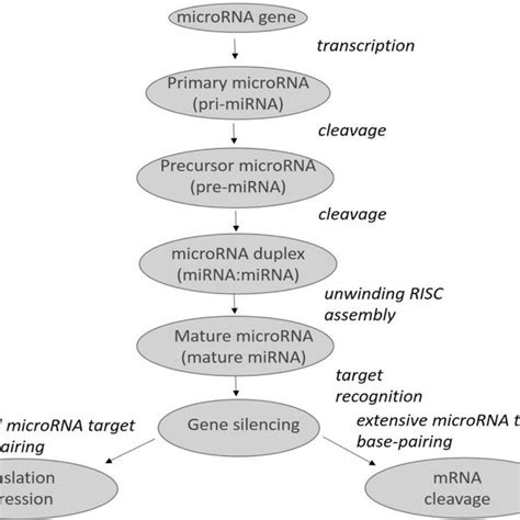 Microrna Biogenesis And Mechanism Of Action Depicted Is The Process Of