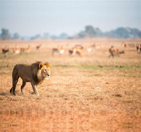 Threats to Lions | David Shepherd Wildlife Foundation