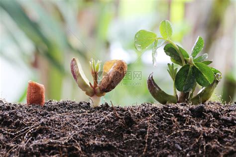 在蔬菜园的农业和种植设计概念中土壤上的花生苗高清图片下载 正版图片307075716 摄图网