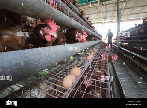 Poultry Farm At Savar Bangladesh Among All The Sub Sectors Of The