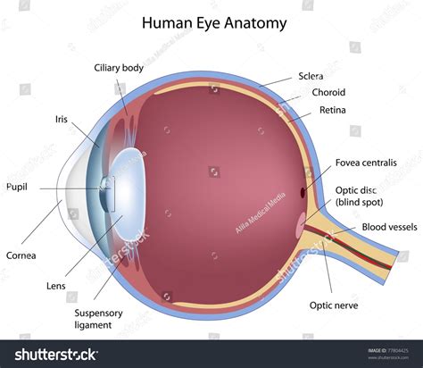 Anatomy Human Eye Stock Illustration 77804425 | Shutterstock