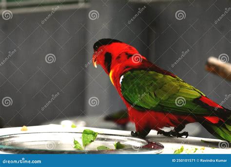 A Red Naked Parrot Stock Image Image Of Macaw Branch 250101571