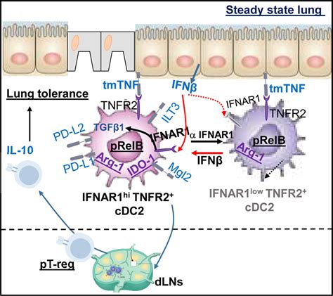 Lung IFNAR1hi TNFR2 CDC2 Promotes Lung Regulatory T Cells Induction