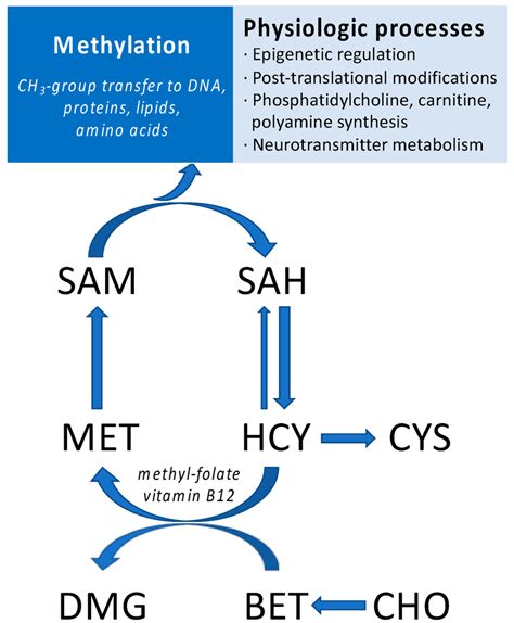 Schematic Representation Of One Carbon Metabolism Associated Pathways