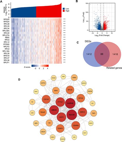 Screening Of Target Mrnas Associated With Snhg A The Top Mrnas