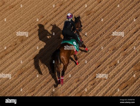 The Saudi Cup Contender Remorse Gallops With Caroline Joyce Seemar In