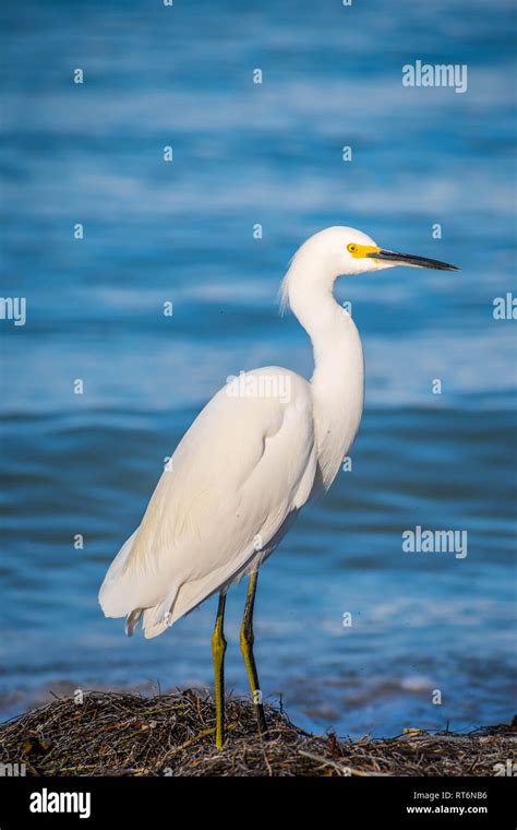 Maria island wildlife national park hi-res stock photography and images ...