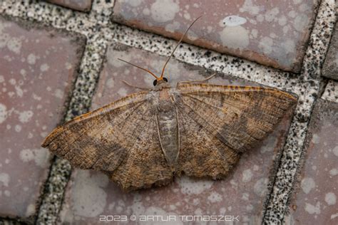 Serratophyga Xanthospilaria In April 2023 By Artur Tomaszek INaturalist