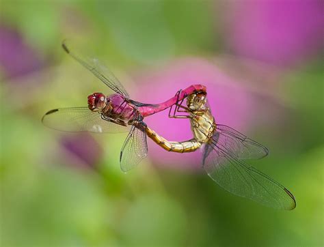 Carmine Skimmer Dragonflies In Flight Mating Pedro Lastra Flickr