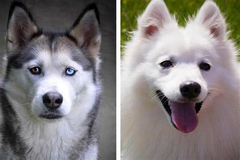 Japanese Spitz Siberian Husky Mix: Not for the House or Hauling Sleds ...