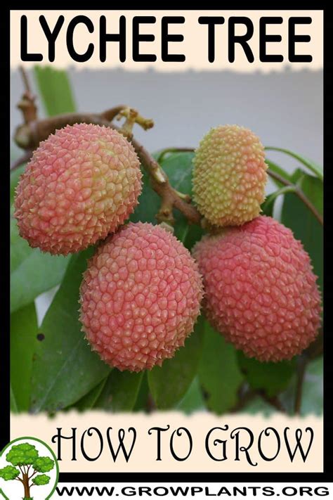 Lychee Tree How To Grow And Care