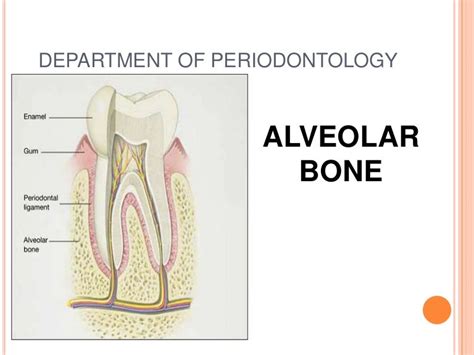 Alveolar Bone