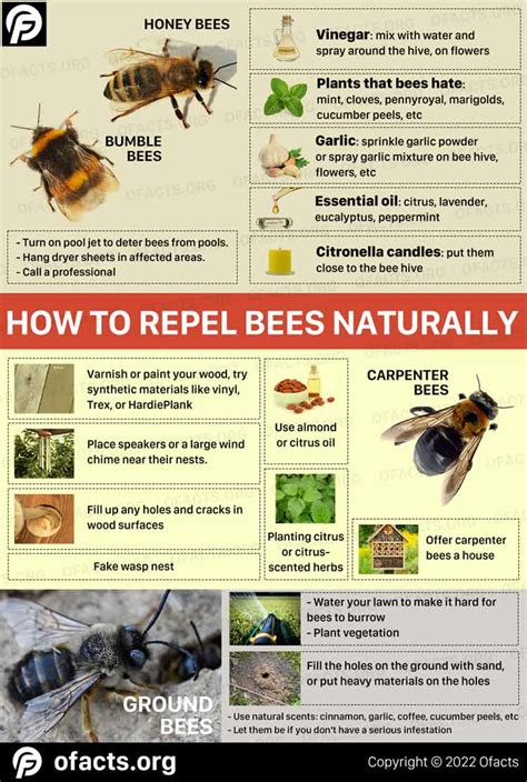 Tips To Naturally Repel Bees From Your Yard Odd Facts