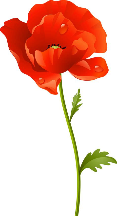 Poppy Flower Png By Adagem On Deviantart Porn Sex Picture