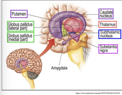 Lecture 7 The Basal Ganglia Flashcards Quizlet