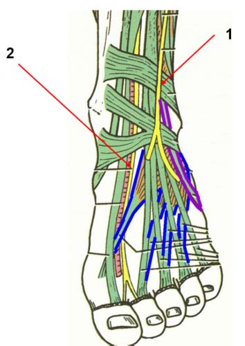 Gross Anatomy Lower Extremity Neurovasculature Flashcards Quizlet