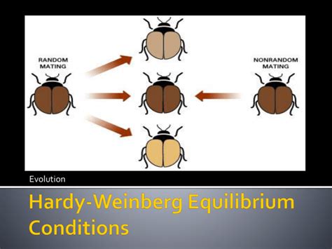 Hardy Weinberg Equilibrium Conditions