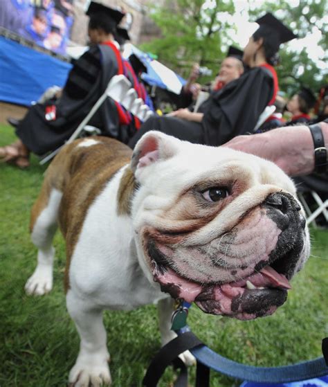Photos: National Dog Day - Famous Dogs