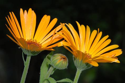 Heilpflanzen Ringelblume Calendula Officinalis