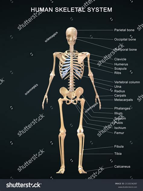 Human Skeletal System Anatomy Detailed Labeled Stock Illustration