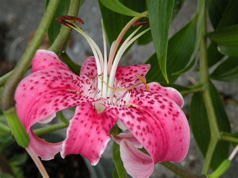 Stargazer Lily