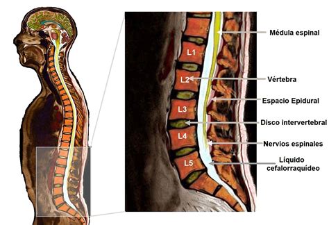 Columna Lumbar Anatomia