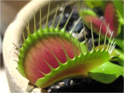 Facts About Venus Flytrap Interesting And Amazing Information On Venus Flytrap